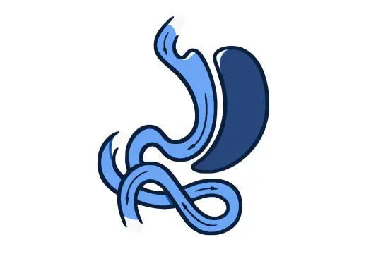 Simplified diagram of a stomach connected to the intestines illustrating digestive flow.