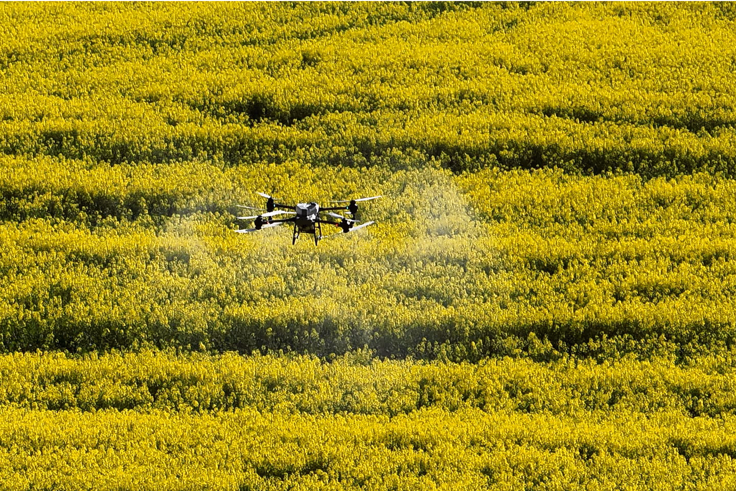 Drone spraying fertiliser over a vibrant yellow flowering crop field.