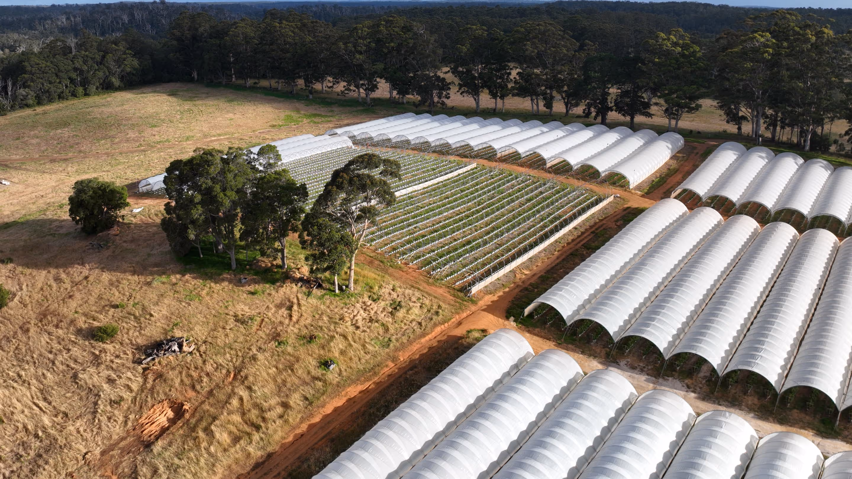 Aerial view of multiple white shade houses on a farm with surrounding trees and dry grass.
