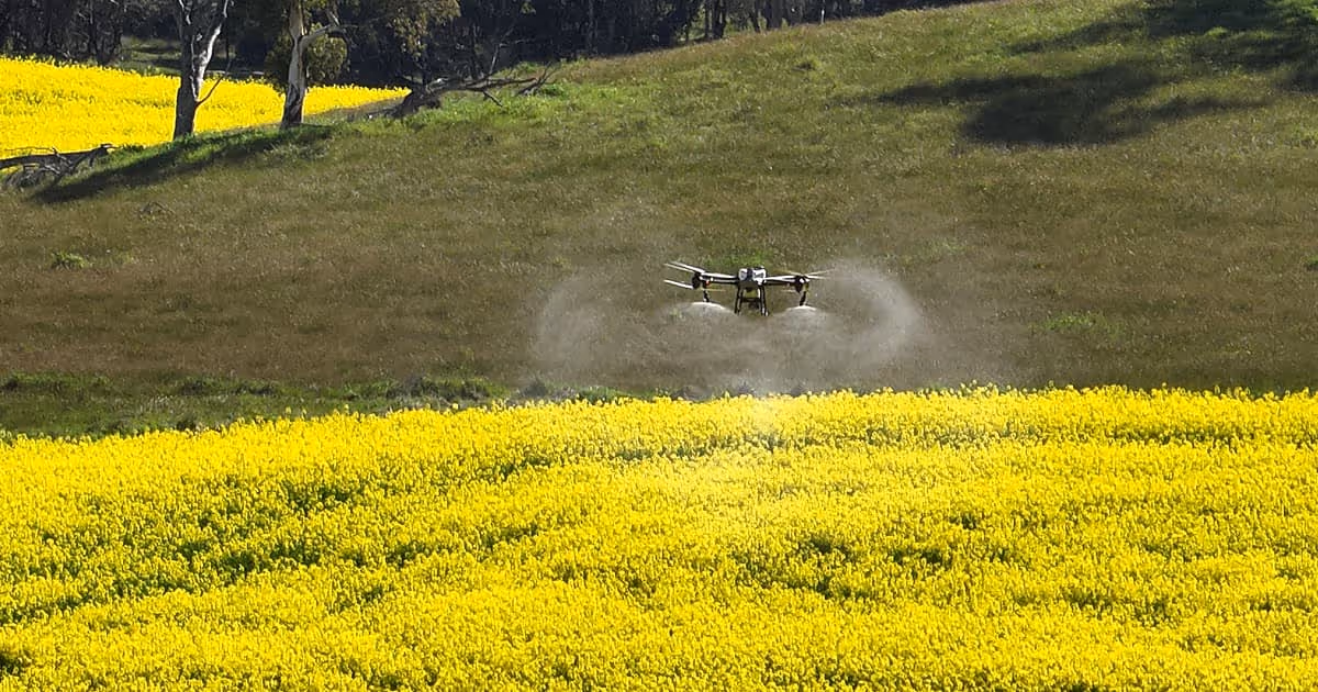 Agricultural drone spraying fertilizer over a bright yellow flowering crop field on a sunny day.