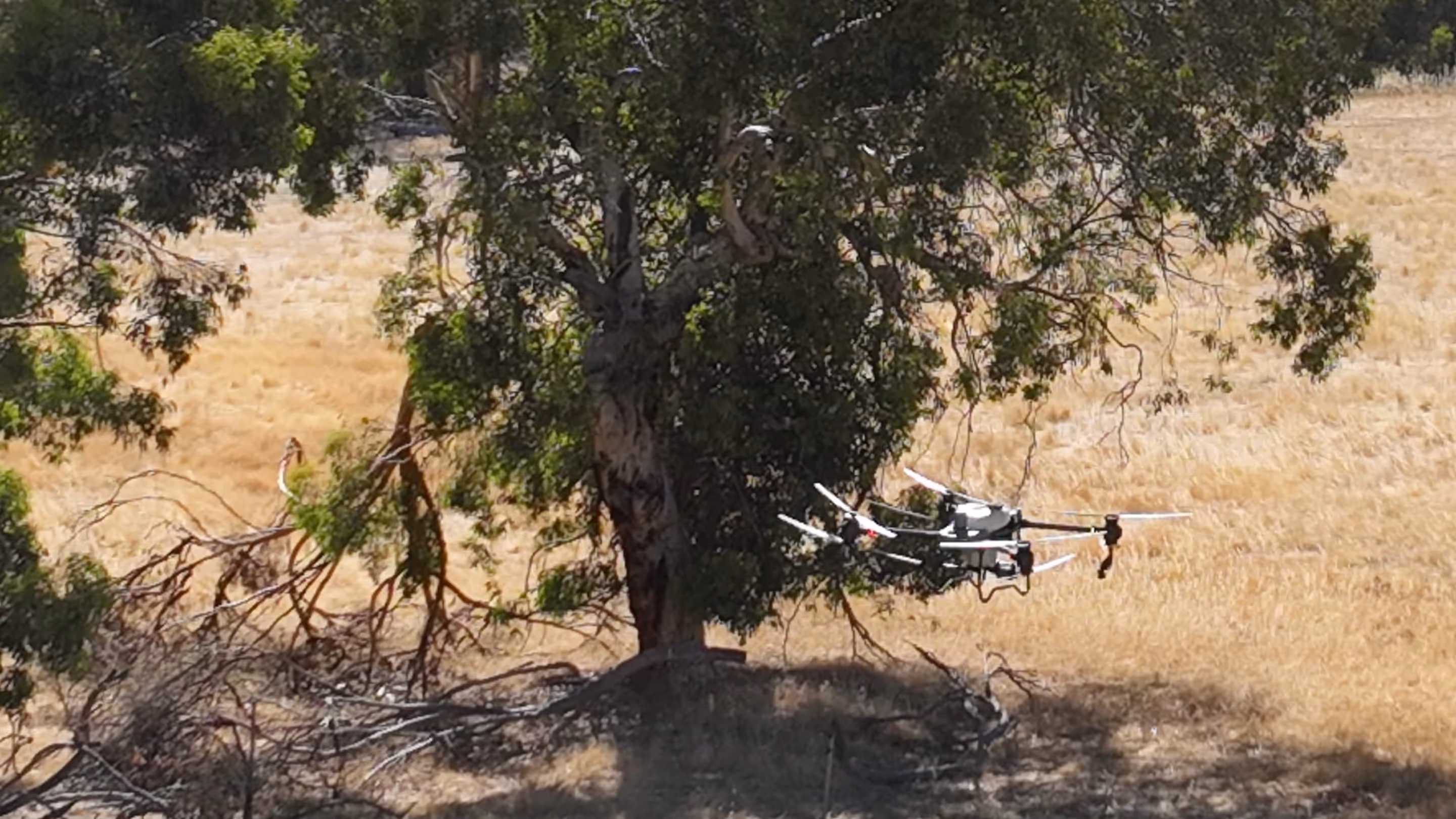 Drone flying near a tree over dry grassland.