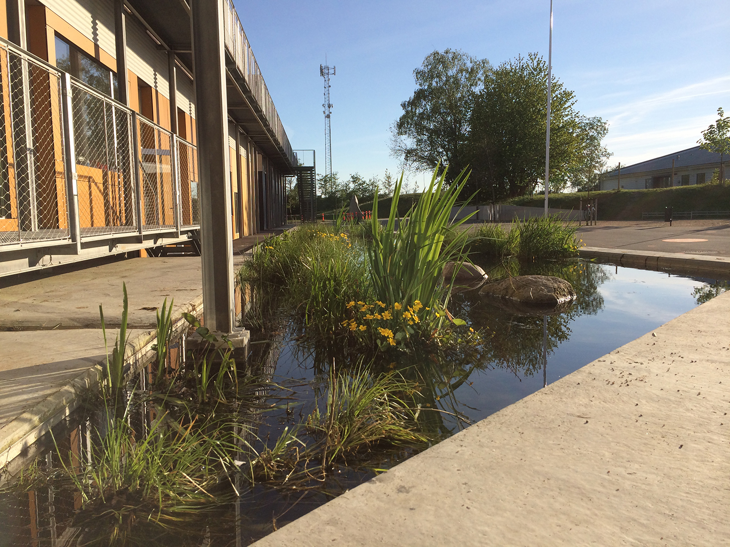 Regnvandshåndtering med planter foran et byggeri