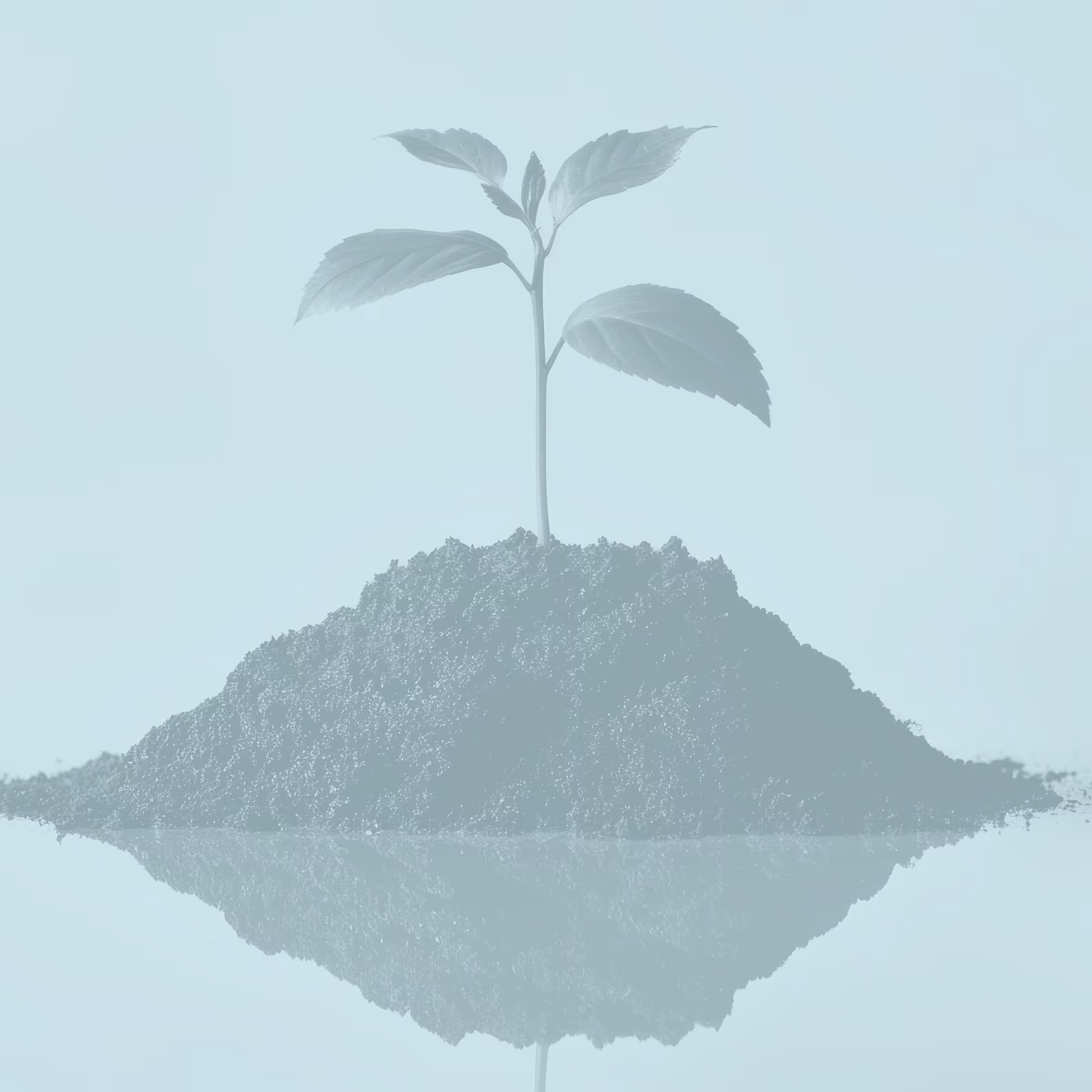 Young green plant with several leaves growing from a small mound of soil reflected on a smooth surface.