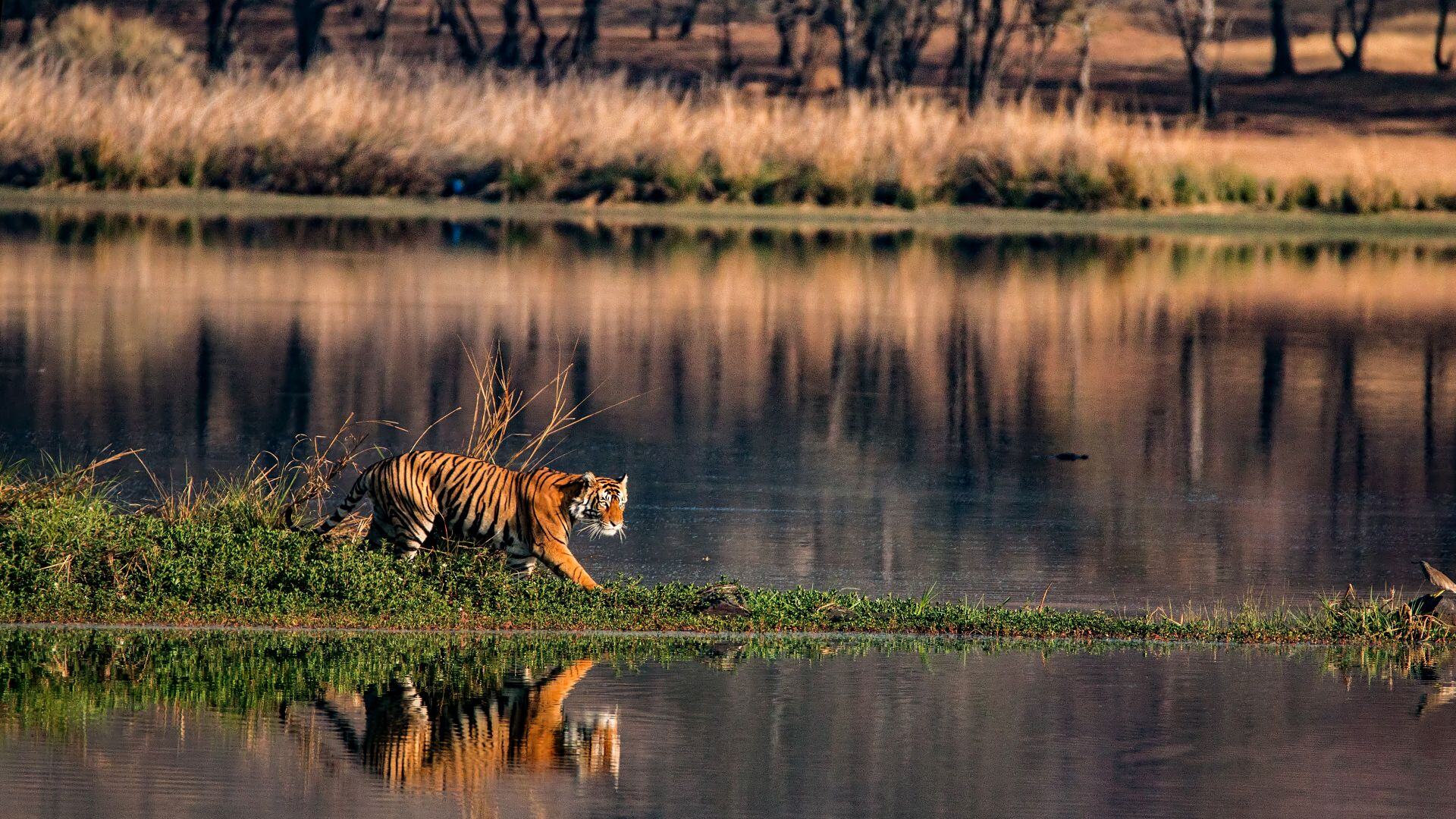 Magisches Indien: Goldenes Dreieck, Tiger hautnah & Taj Mahal