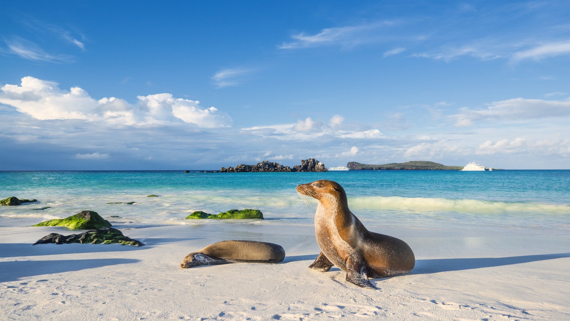 4 Inselparadiese von Galapagos: Espanola, Santa Cruz, Bartolome und Seymour