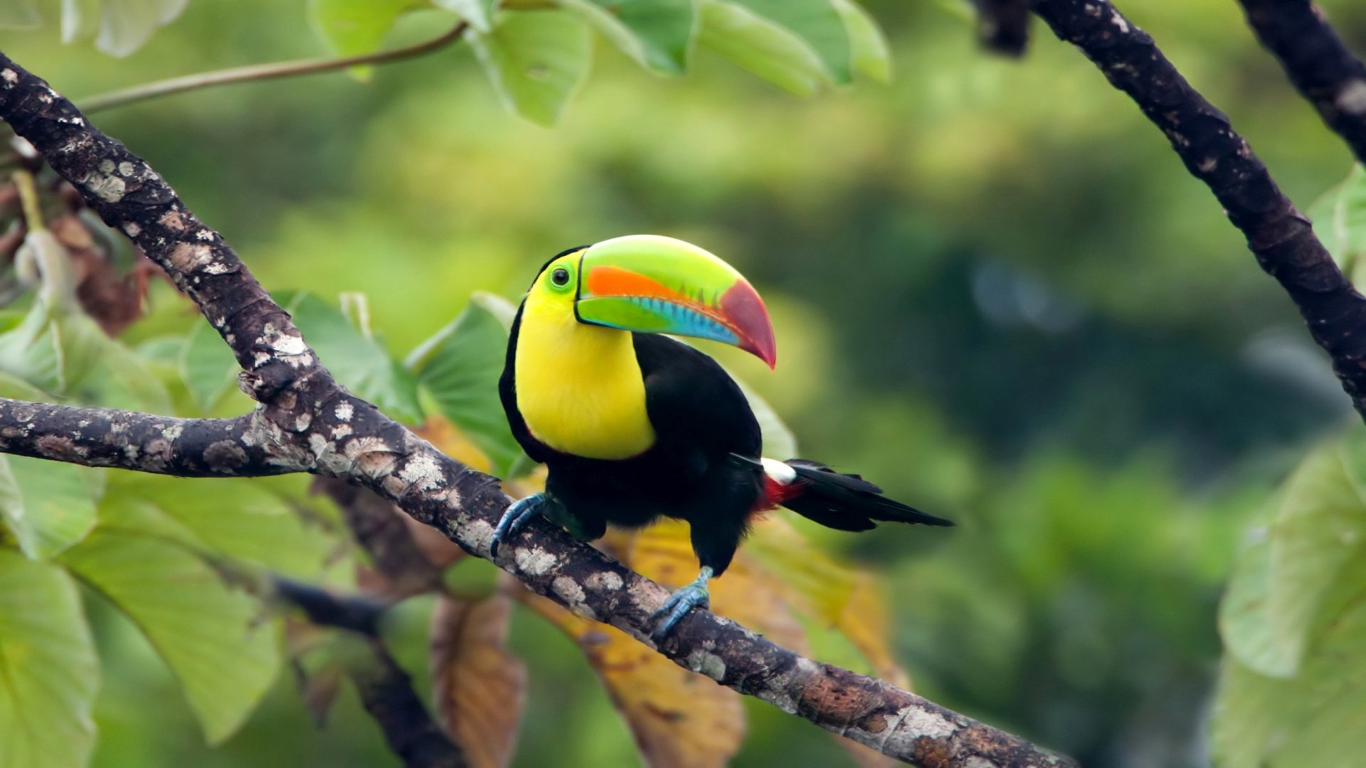 Aktiv in Panama: Kurztrip für Naturliebhaber