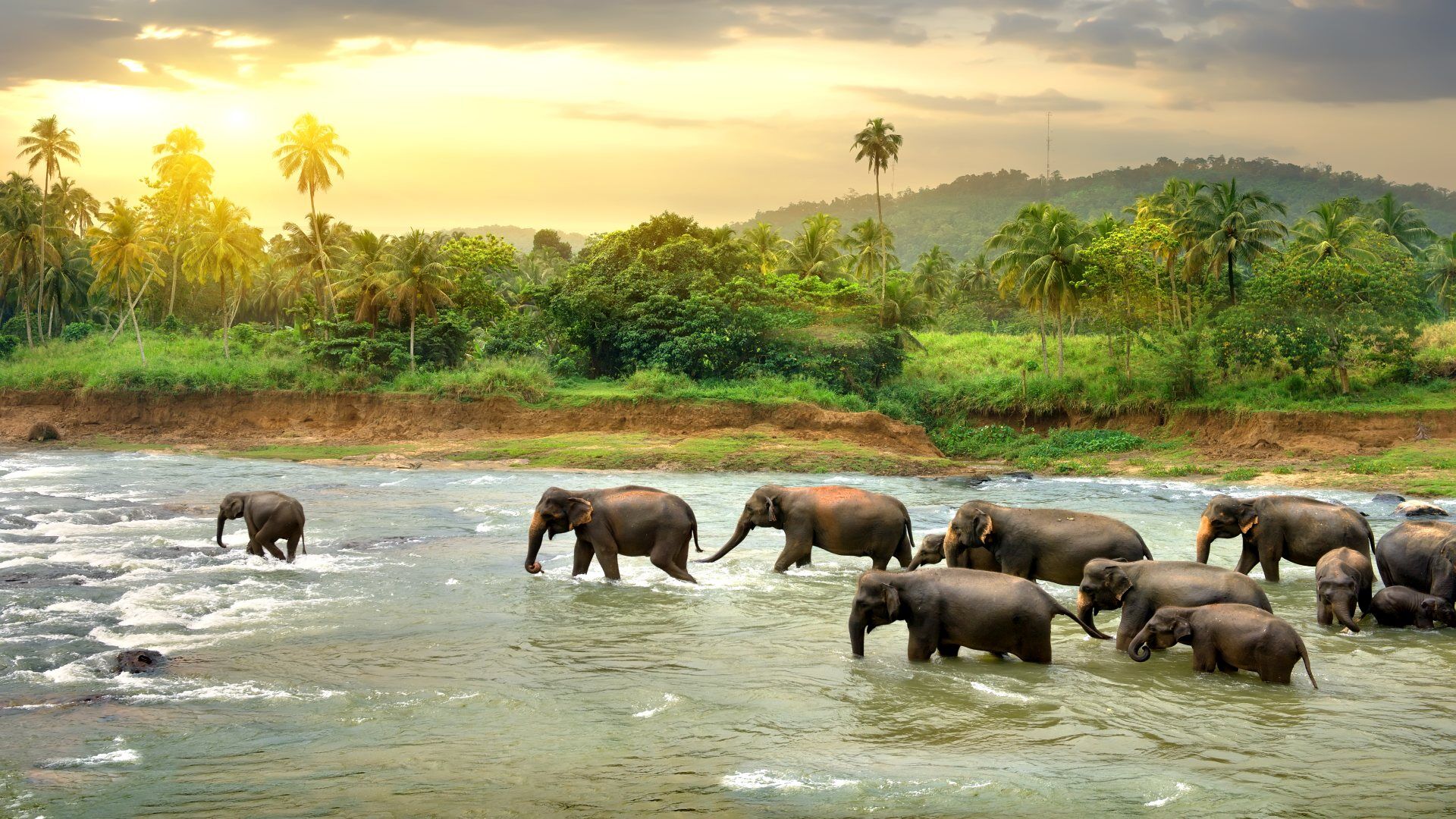 Eintauchen in die faszinierende Tierwelt, Natur & Kultur Sri Lankas