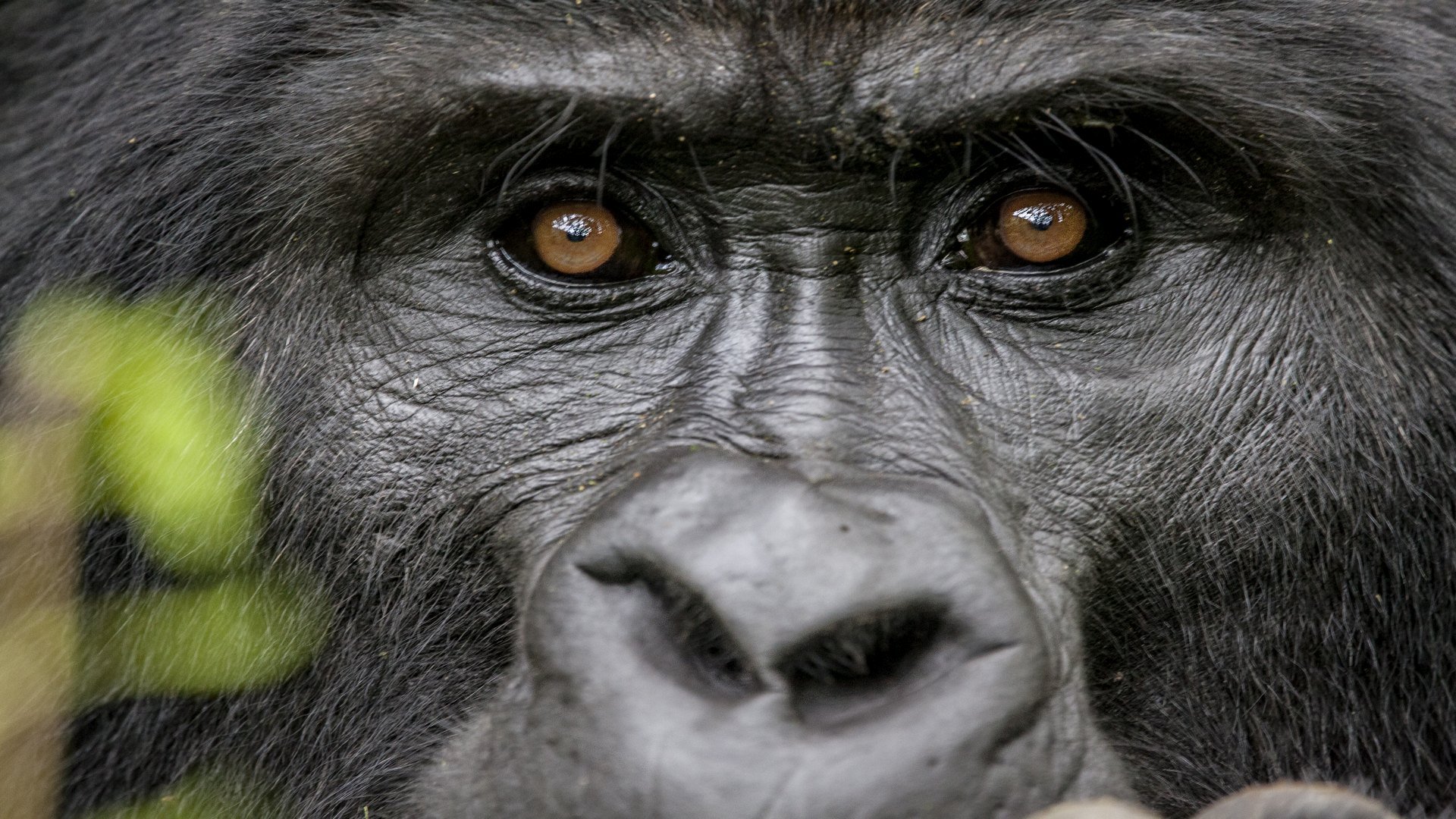 Gorilla & Wildlife Safari Tour