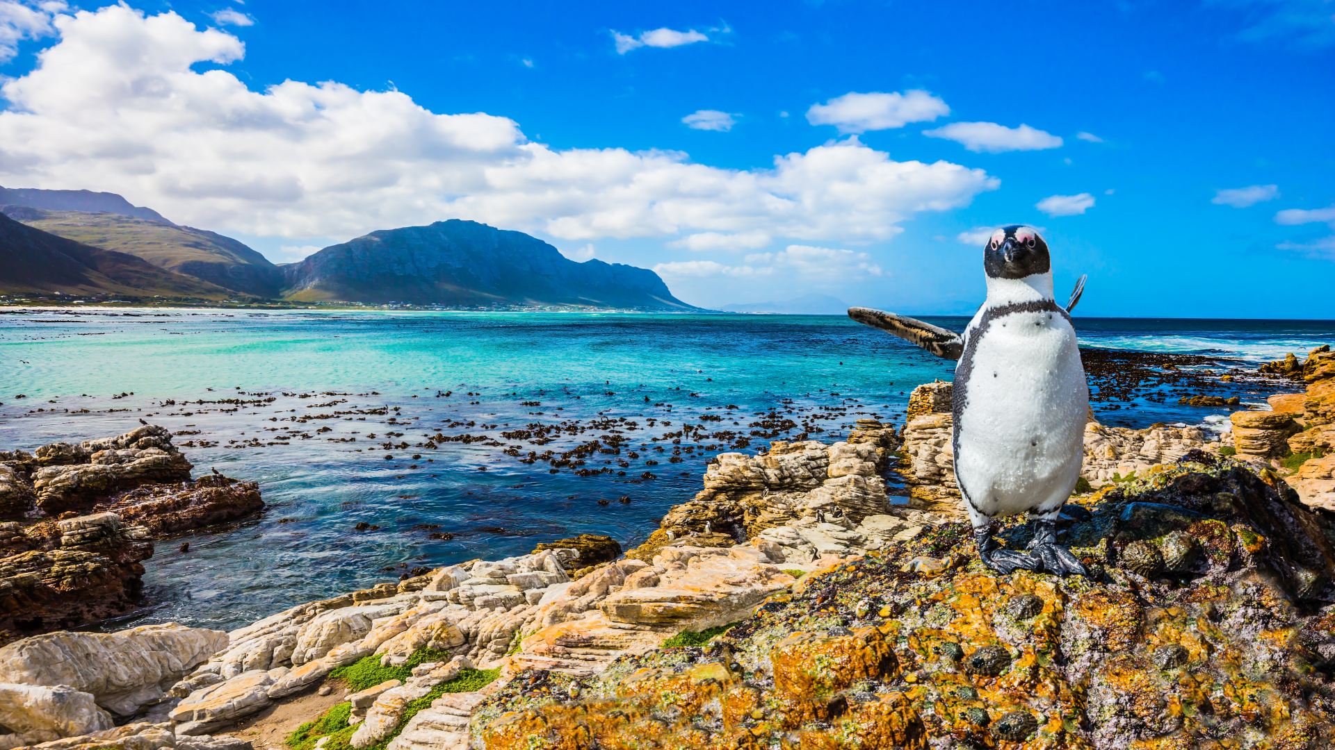 Kapstadt, Winelands, Safari & De Hoop