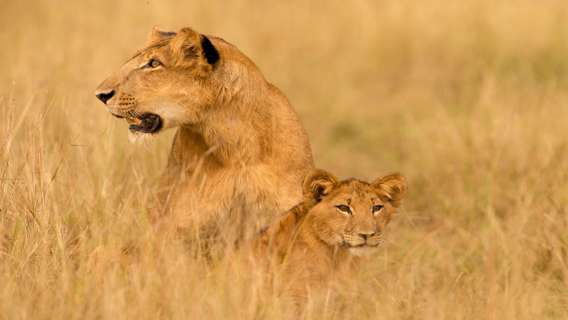 Auf den Spuren der großen Migration – Kenia & Tansania intensiv