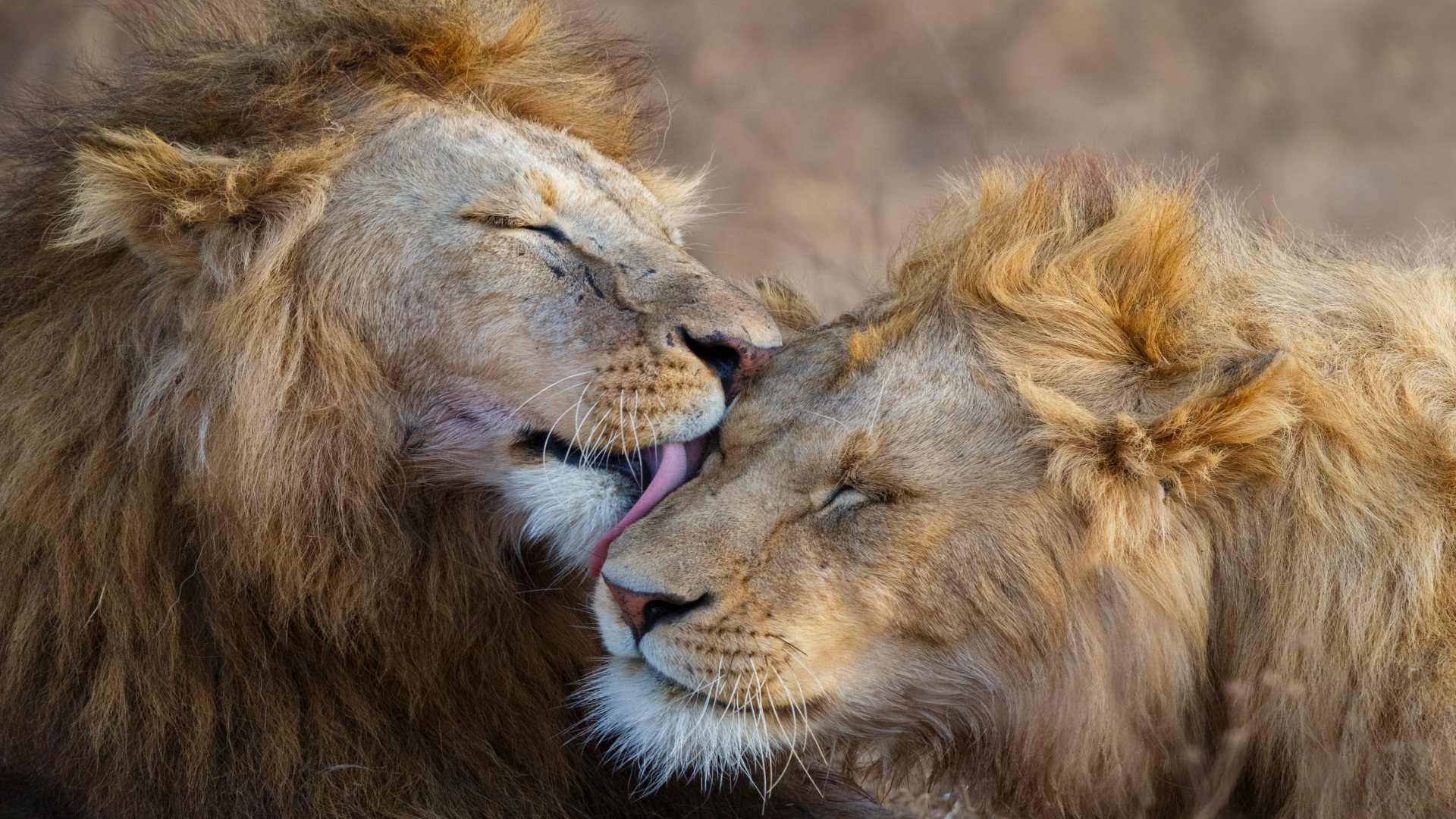 Auf den Spuren der großen Herden – Von der Masai Mara in die Serengeti