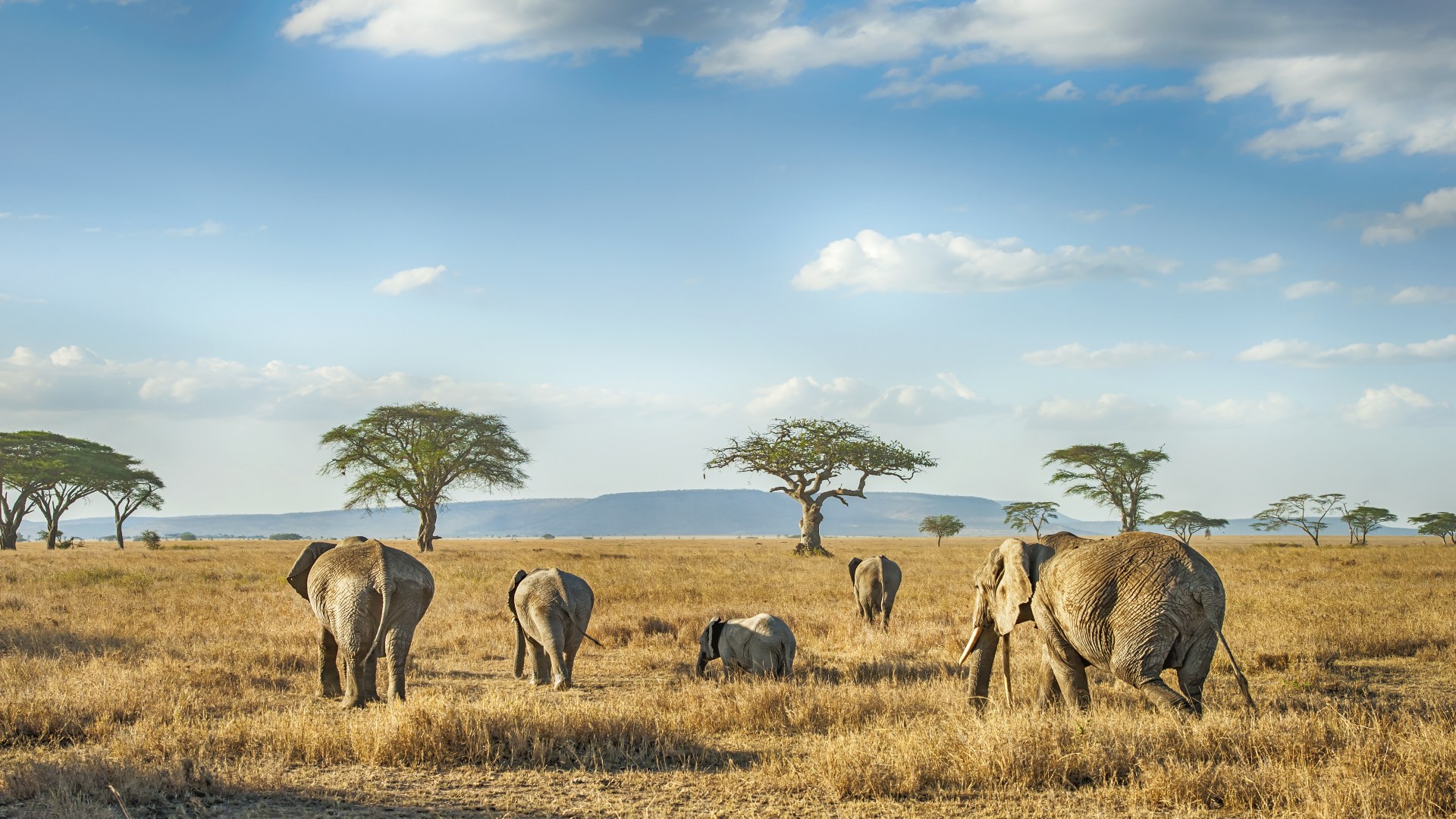 Tansanias große Lebensreise – Von Kilimanjaro bis Zanzibar