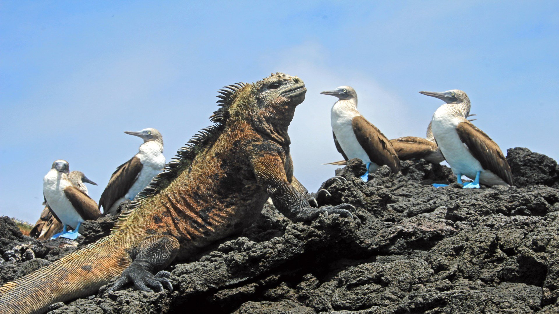 Tierwelt und Natur auf Galapagos