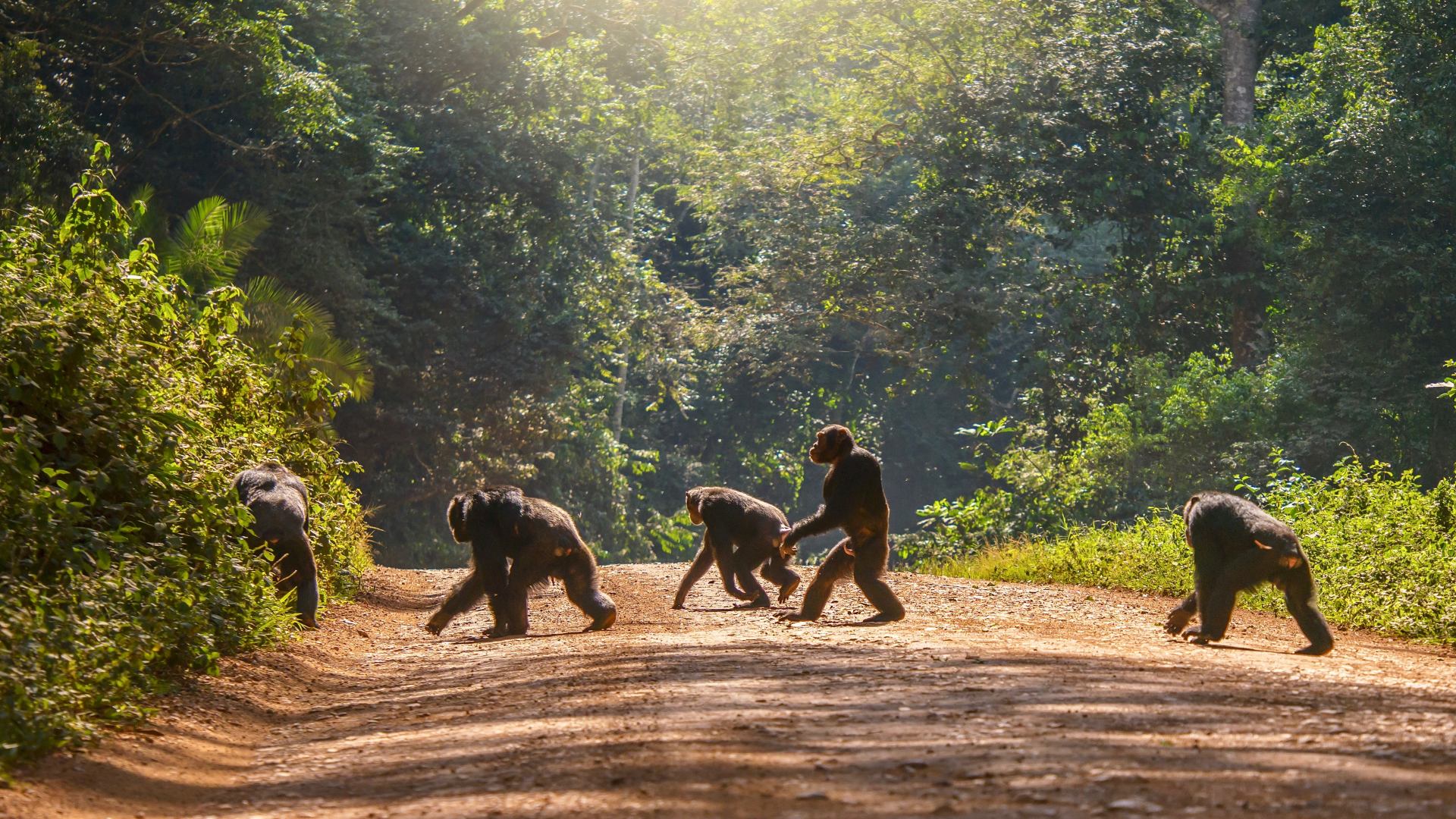 Uganda Tracking-Tour: Auf den Spuren der Berggorillas, Schimpansen und Löwen