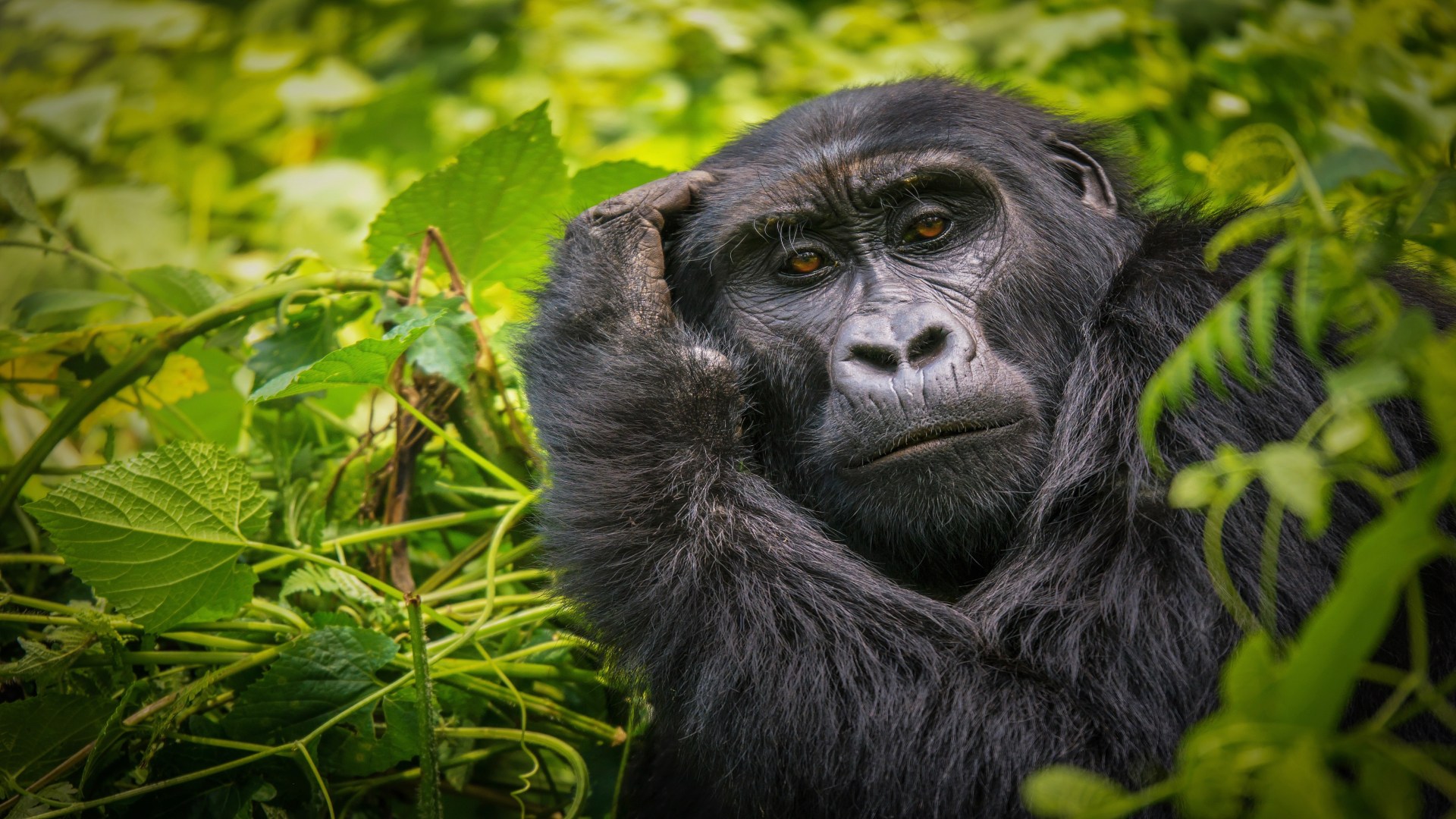 Uganda: Gorillas & Lake Mburo Safari