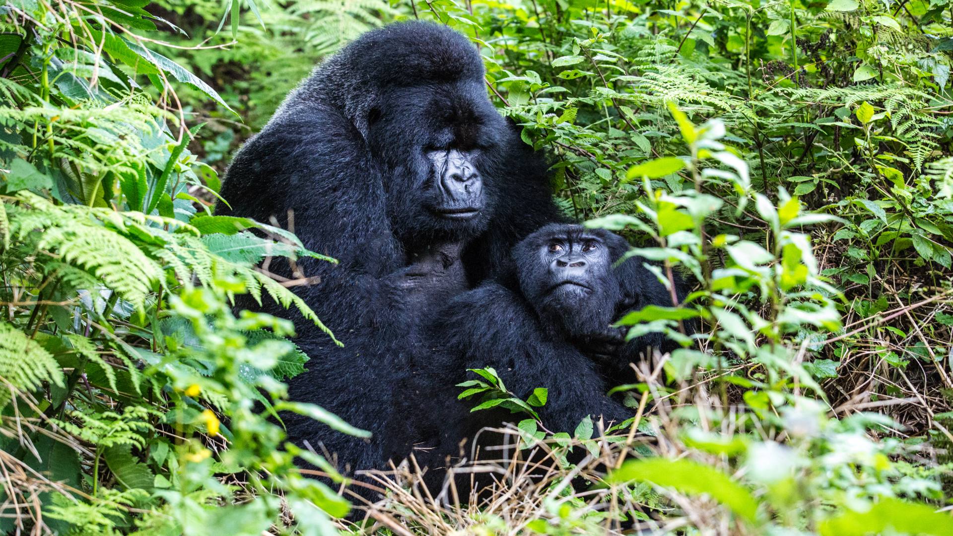Uganda: Perlen von Afrika Safari