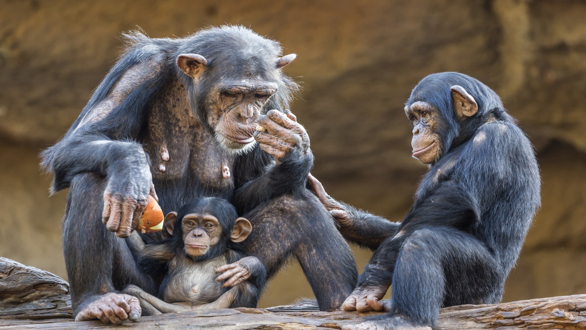 Uganda: Schimpansen, Baumkletternde Löwen & Gorillas Safari