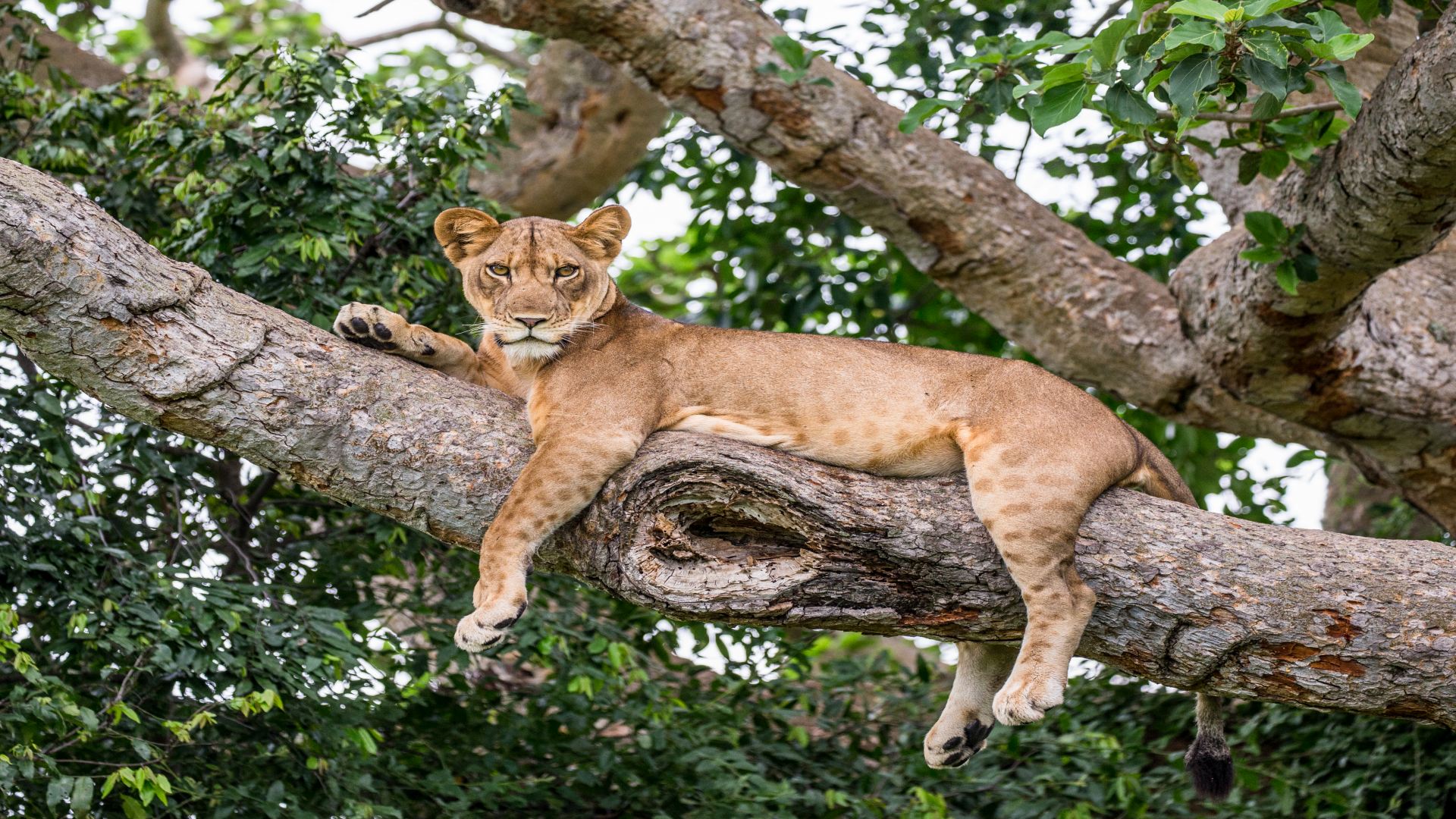 Uganda: Wildlife & Gorillas Safari