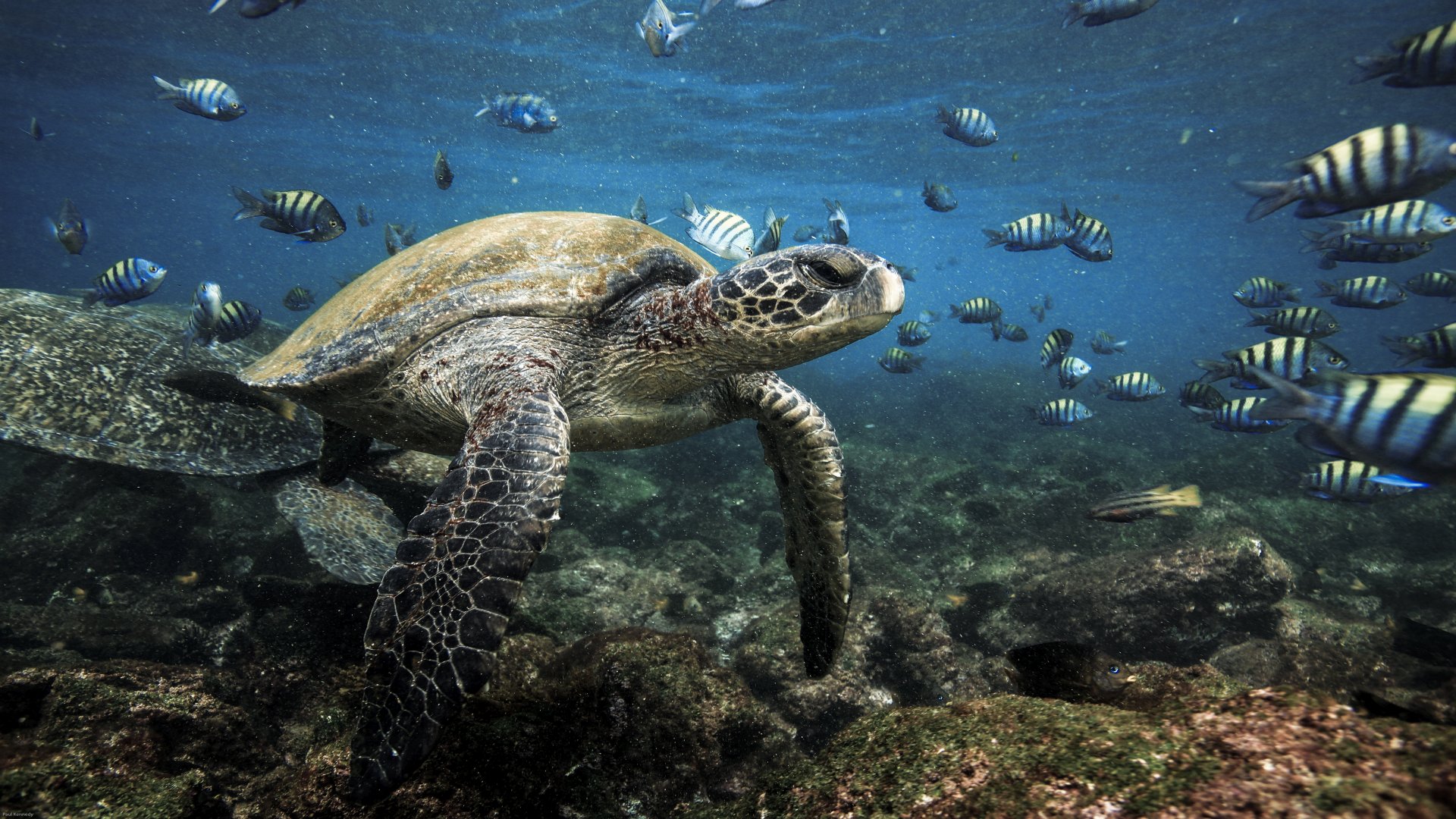 Galapagos