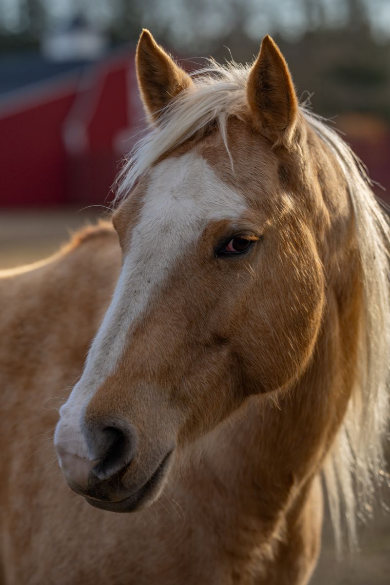 Close-up of a light brown horse with a white face marking and blonde mane outdoors.