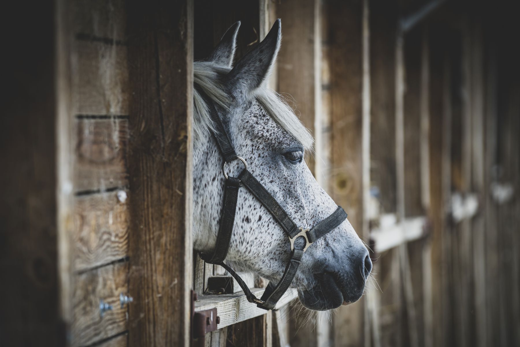 Gray horse with a white mane looking out from a wooden stable window, wearing a black halter.