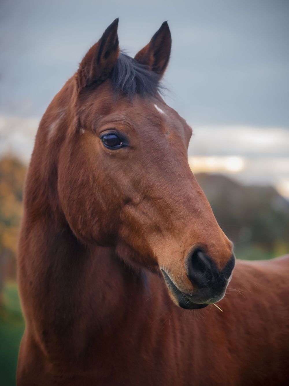 Close-up of a brown horse with black mane looking to the right outdoors on a cloudy day.