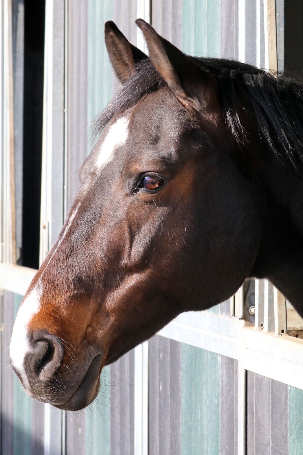 Close-up of a brown horse’s head with a white blaze looking out of a stable window.