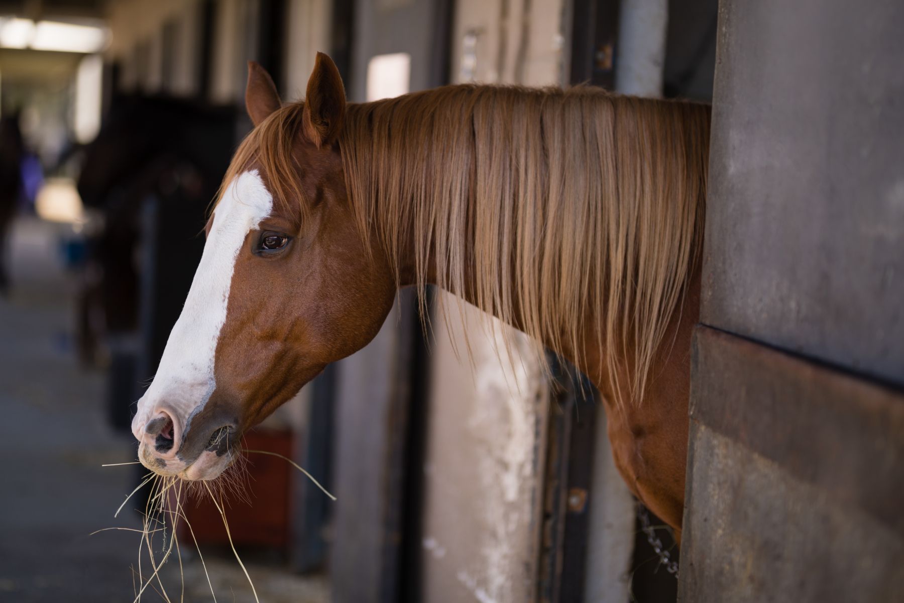 Chestnut horse with a white blaze eating hay while standing in a stable stall.