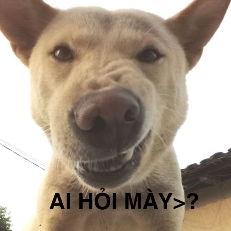 Meme “Ai hỏi mày?” hài hước