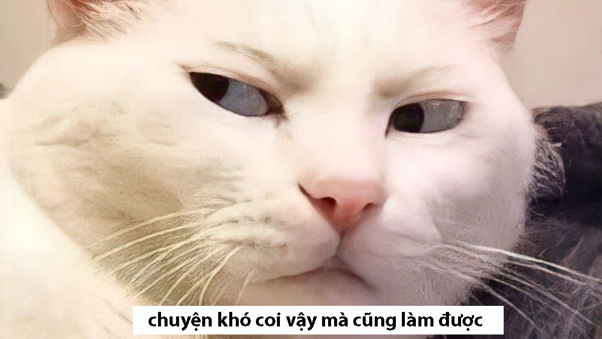 Cơm chó là gì? Cẩu lương là gì? Tại sao lại HOT TREND