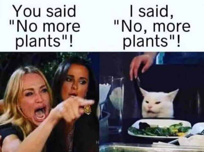 50 Woman Yelling at Cat Memes That Will Make You Laugh - Catster