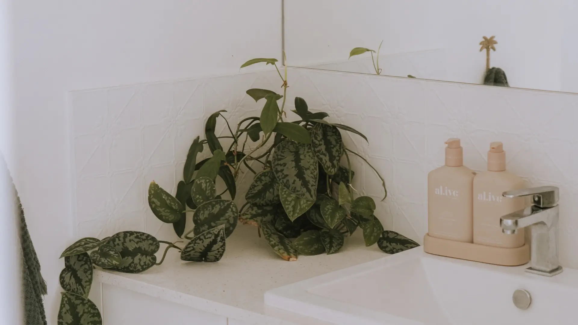 Photo of a trailing satin pothos plant and luxury soaps sitting on a clean, modern bathroom vanity
