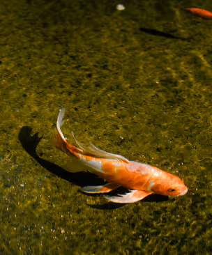 Orange and white koi fish swimming in clear water with a sandy bottom.