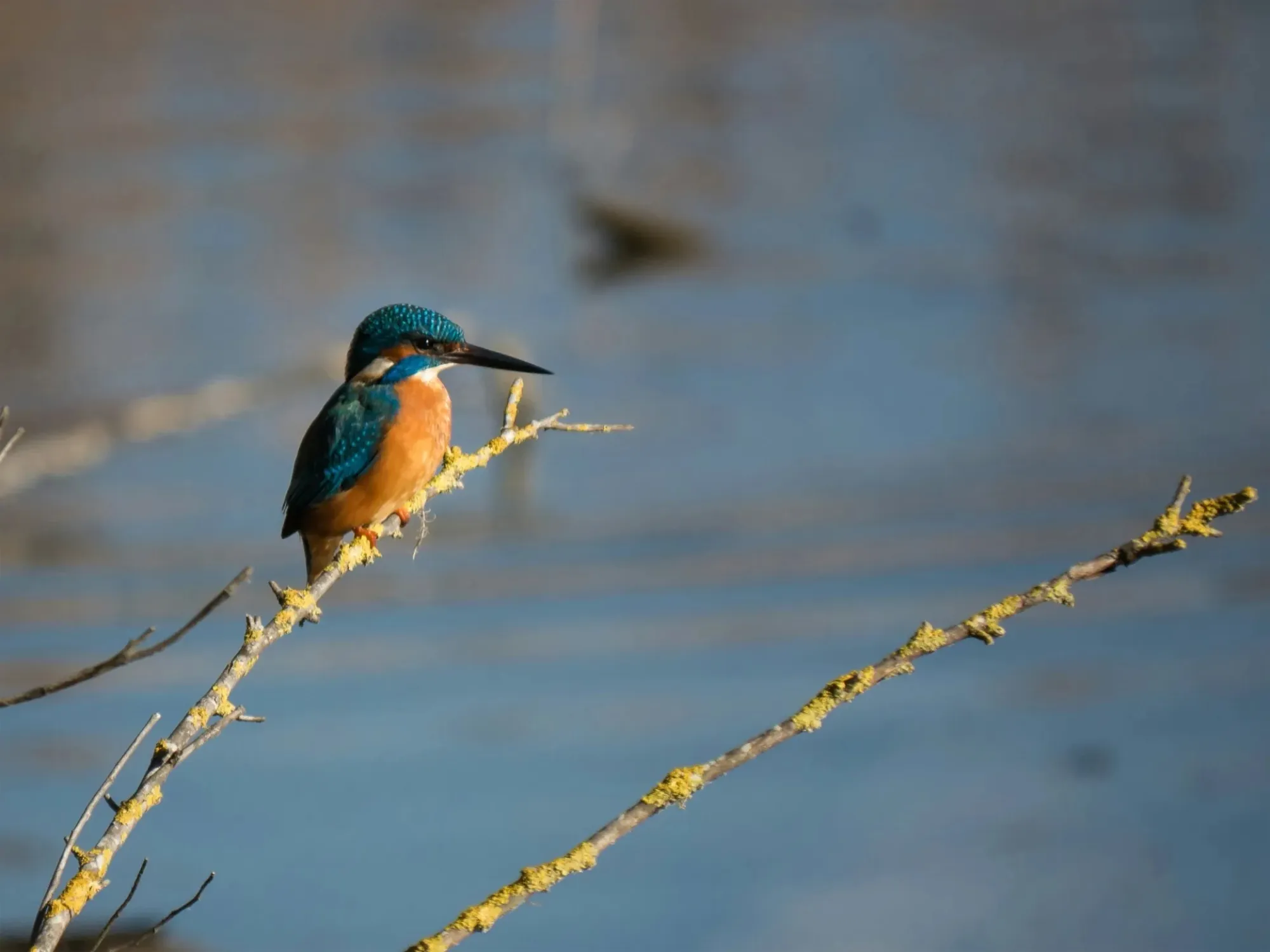 Eisvogel mit blau-orangem Gefieder sitzt auf einem flechtenbewachsenen Ast über dem Wasser