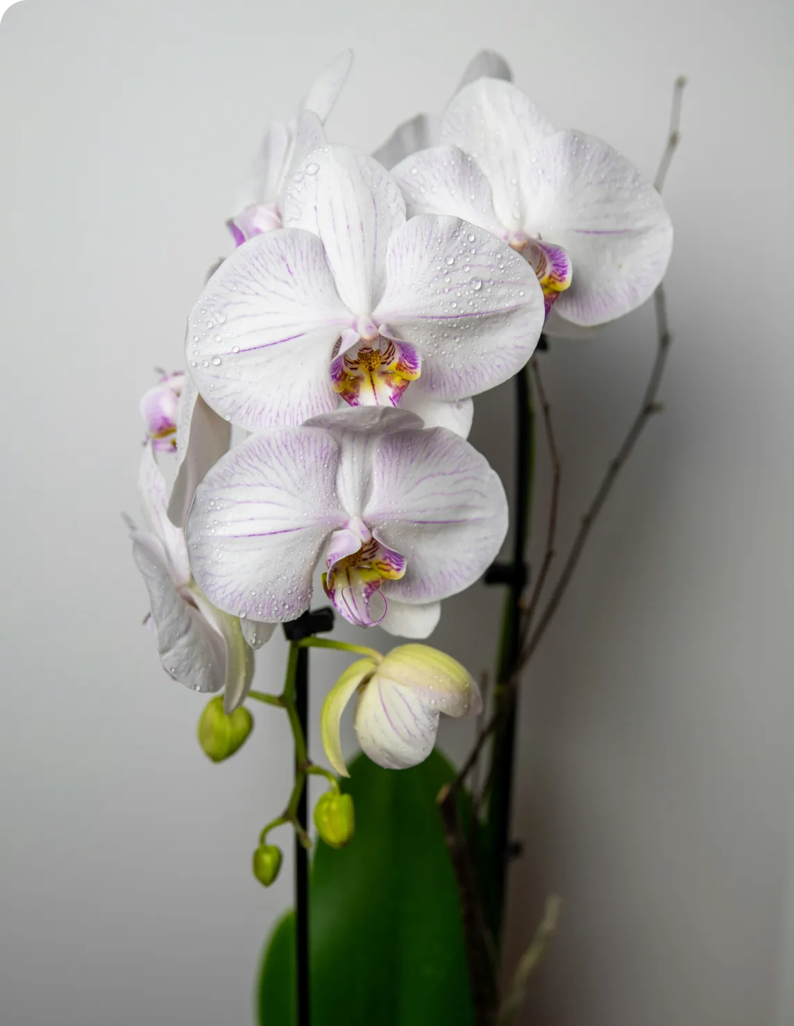 Close-up of white orchids with purple and yellow centers, covered with water droplets against a neutral background.