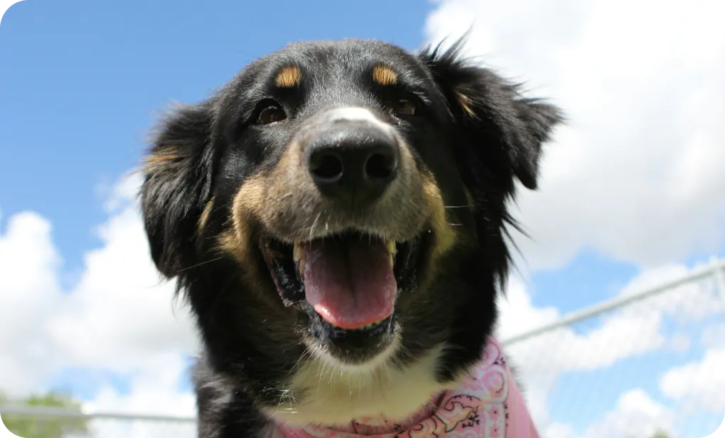 Happy black and tan dog wearing a pink bandana outdoors under a blue sky with clouds.