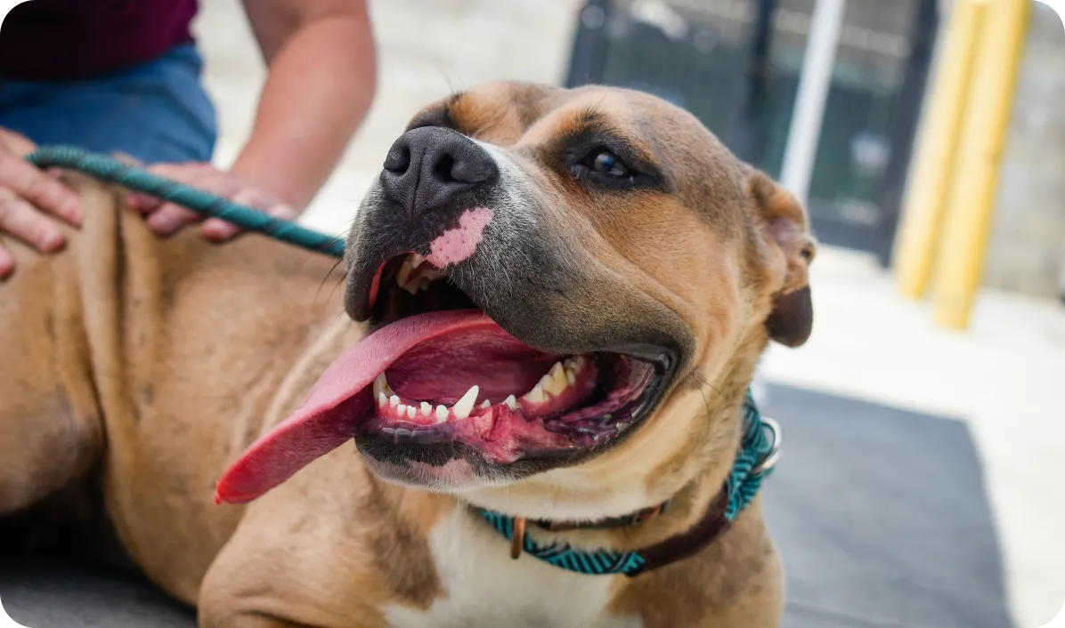 Happy brown and white dog with a blue collar lying down, panting with its tongue out, while a person gently pets its back.