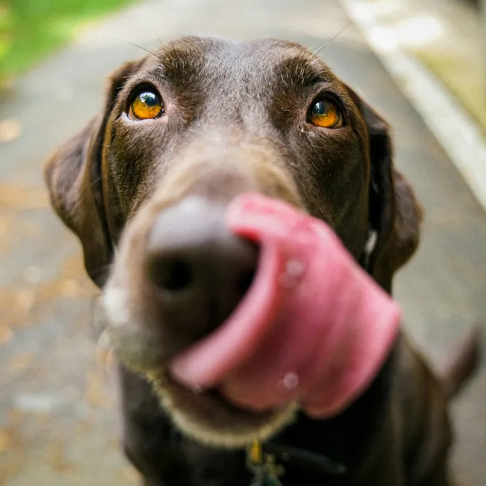 Close-up of a brown dog with amber eyes licking its nose with a large pink tongue.