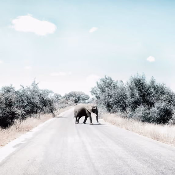 Elefant überquert eine von Büschen gesäumte Landstraße