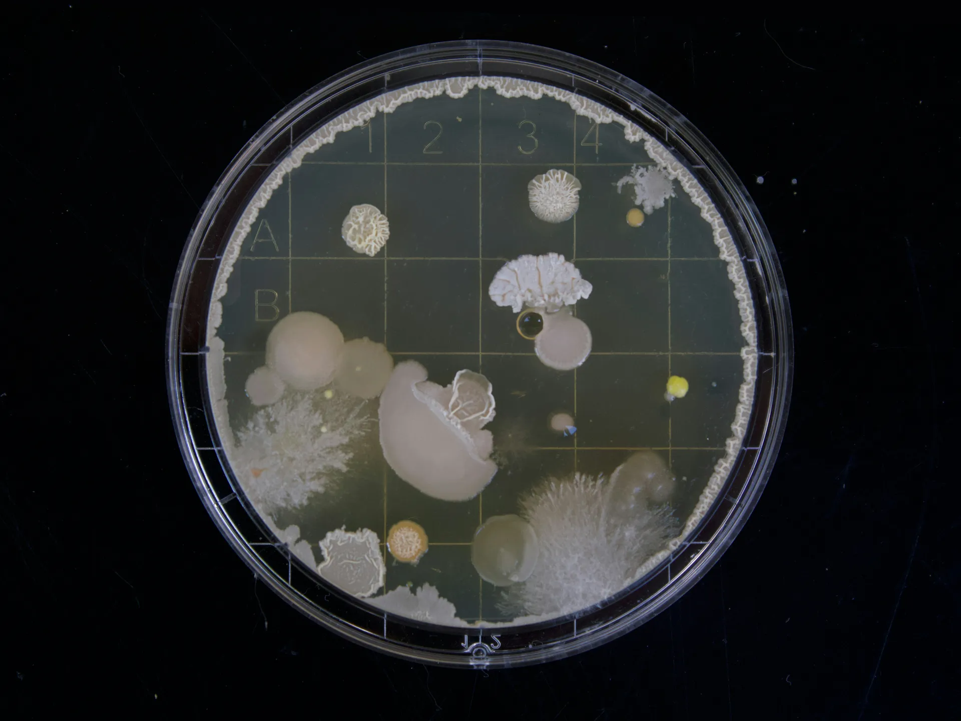 Baktériumtenyészet petri csészén