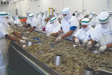 Trabajadores con equipo sanitario procesando camarones en una línea de producción industrial.