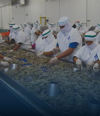 Trabajadores con ropa blanca procesando camarones en línea de producción en una fábrica.