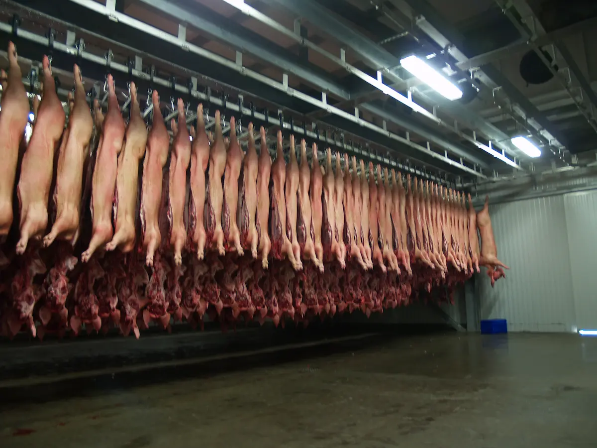 Cuerpos de cerdos colgados en una línea en una sala de procesamiento de carne.