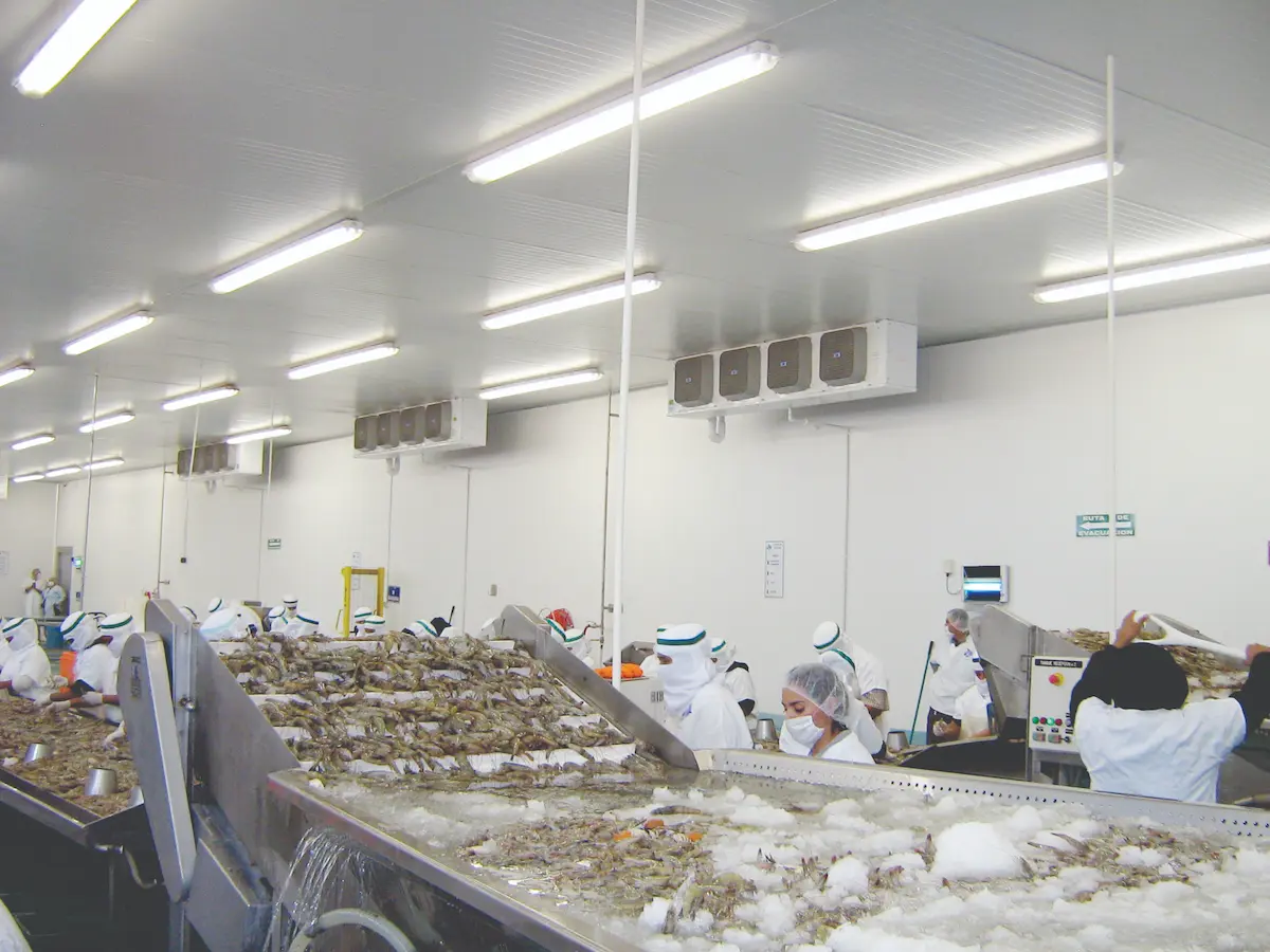 Trabajadores con uniforme y mascarilla procesando mariscos en una planta industrial sobre cintas transportadoras.