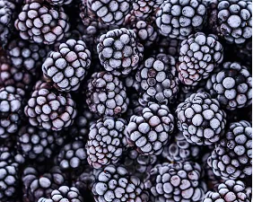 Moras congeladas cubiertas de escarcha agrupadas en un fondo negro.