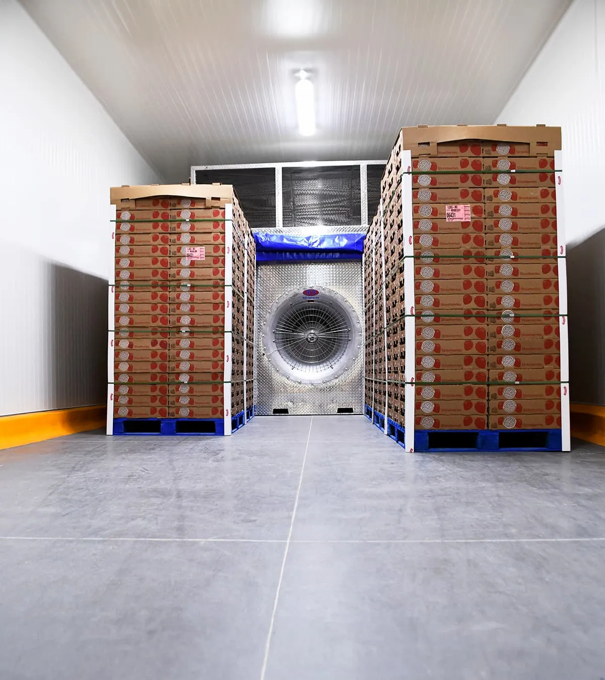 Caja de fresas apiladas en pallets dentro de una cámara de refrigeración con ventilador industrial al fondo.