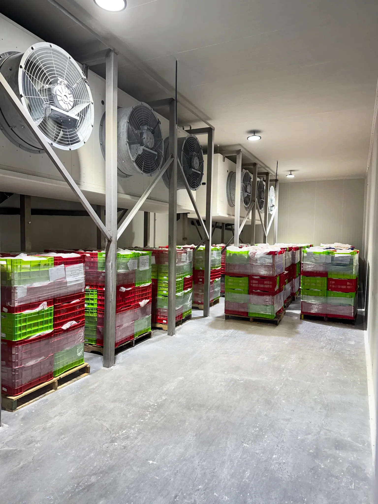 Cajas rojas y verdes apiladas en pallets dentro de una cámara frigorífica con ventiladores grandes.