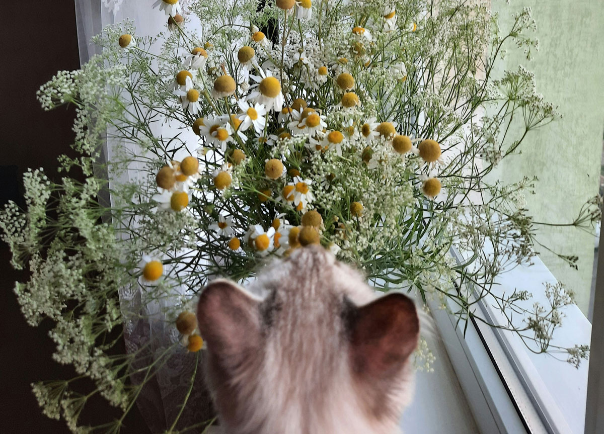 [headshot] image of satisfied customer shaking hands with company representative (for a fintech company)