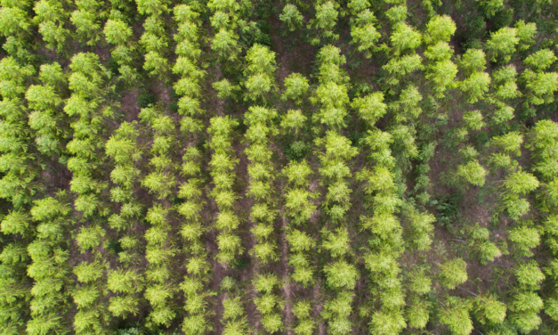 Case: Fitorremediação como ferramenta de controle hidráulico em área contaminada por pesticidas