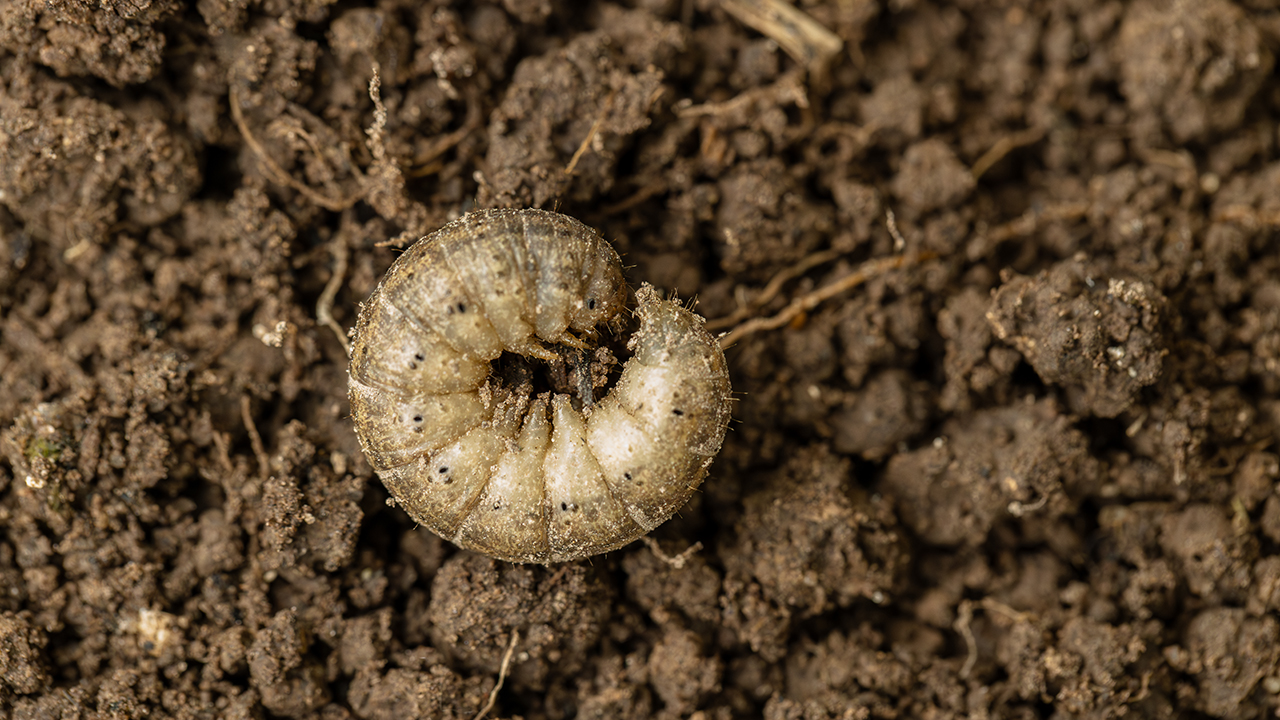 Grub control treatment near me in Liberty Hill Texas
